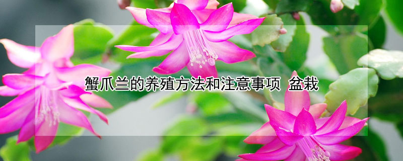 蟹爪兰的养殖方法和注意事项（蟹爪兰的养殖方法和注意事项有哪些呢）