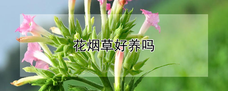 花烟草好养吗（花烟草的种植方法）