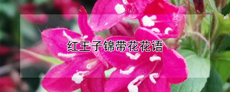红王子锦带花花语（红王子锦带花花语图片）
