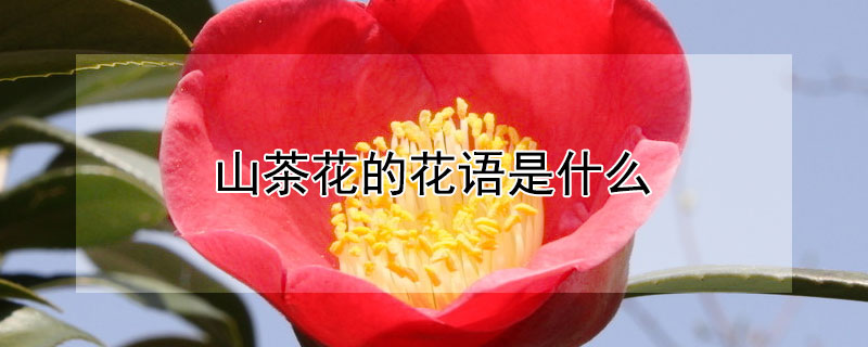 山茶花的花语是什么（山茶花的花语是什么?）