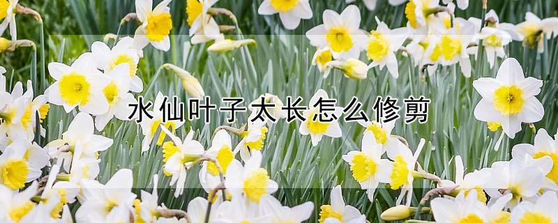 水仙叶子太长怎么修剪 水仙叶子太长怎么修剪视频