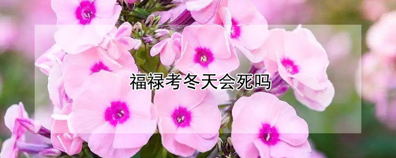 福禄考冬天会死吗（福禄考冬天枯萎吗）