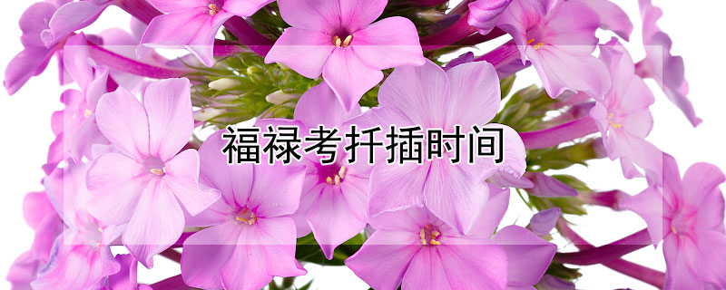 福禄考扦插时间 福禄考栽植时间