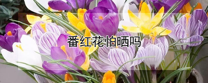 番红花怕晒吗 番红花怕热吗