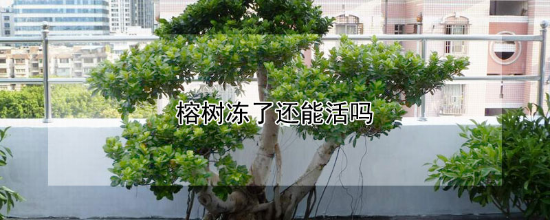 榕树冻了还能活吗（榕树冻了还能活吗多久）