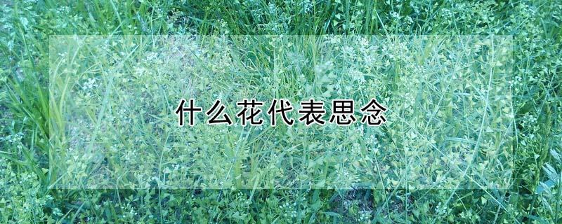 什么花代表思念 什么花代表思念已故爱人