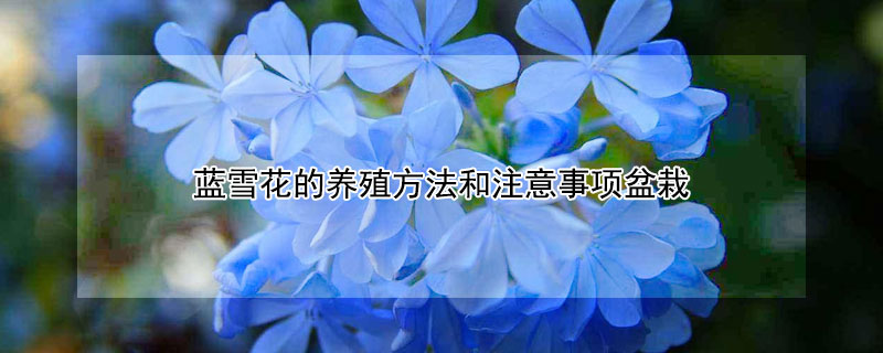 蓝雪花的养殖方法和注意事项盆栽 蓝雪花养殖方法和注意事项有