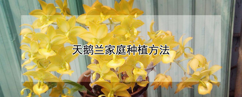 天鹅兰家庭种植方法（持仓过夜什么意思）