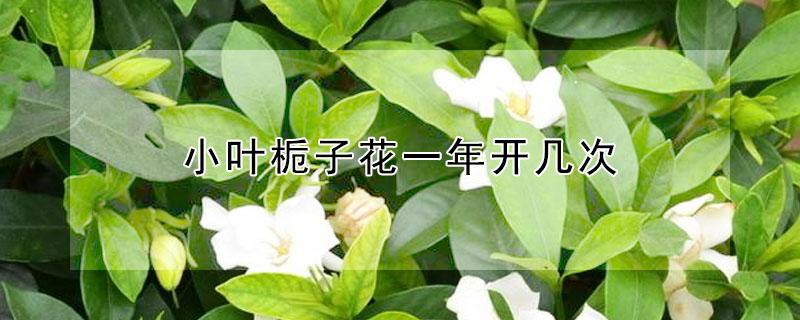 小叶栀子花一年开几次 小叶栀子花一年开几回