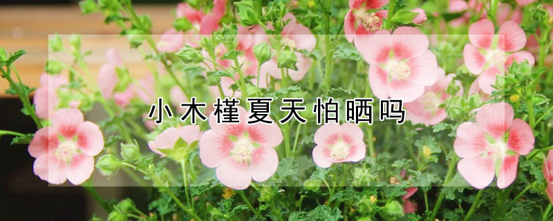 小木槿夏天怕晒吗 小木槿夏天怕热吗