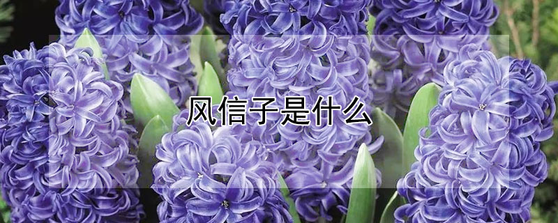 风信子是什么 风信子是什么花