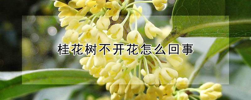 桂花树不开花怎么回事（桂花不开花是怎么回事）