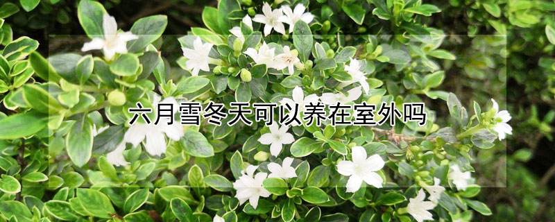 六月雪冬天可以养在室外吗（六月雪冬天怎么养）