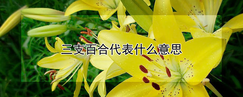 三支百合代表什么意思 三支百合三支玫瑰什么意思