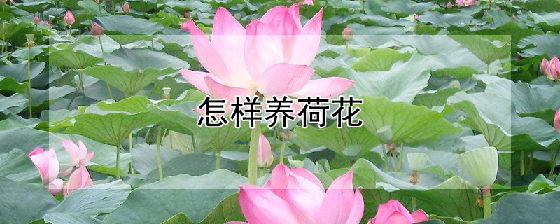怎样养荷花 怎样养荷花开花多