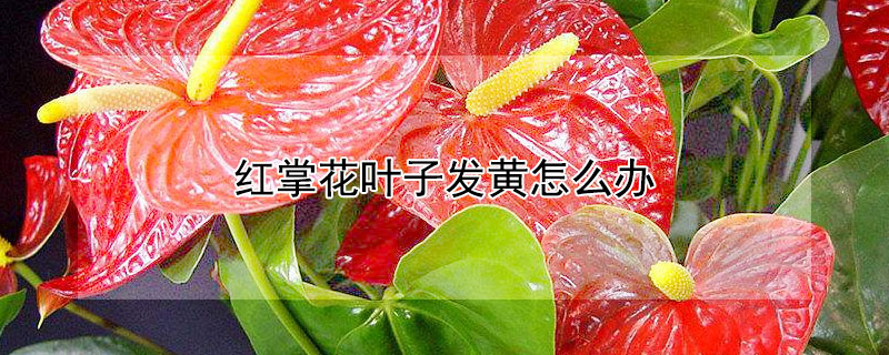 红掌花叶子发黄怎么办 红掌花叶子发黄怎么办