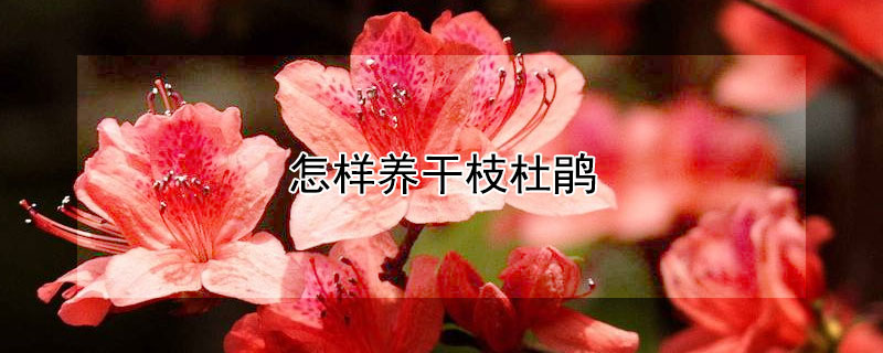 怎样养干枝杜鹃（怎样养干枝杜鹃视频）