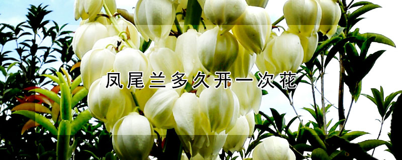 凤尾兰多久开一次花（凤尾兰多久开一次花啊）