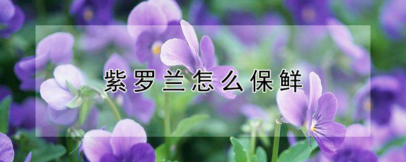 紫罗兰怎么保鲜 紫罗兰怎么保鲜时间长