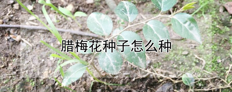 腊梅花种子怎么种 腊梅花种子的种植方法和时间