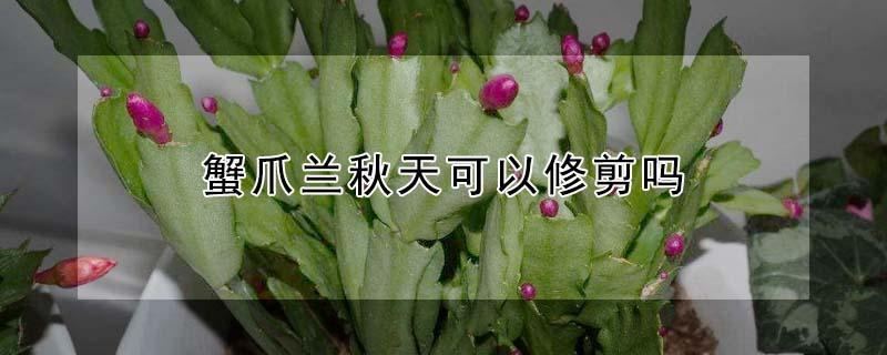 蟹爪兰秋天可以修剪吗（蟹爪兰秋天可以修剪吗视频）