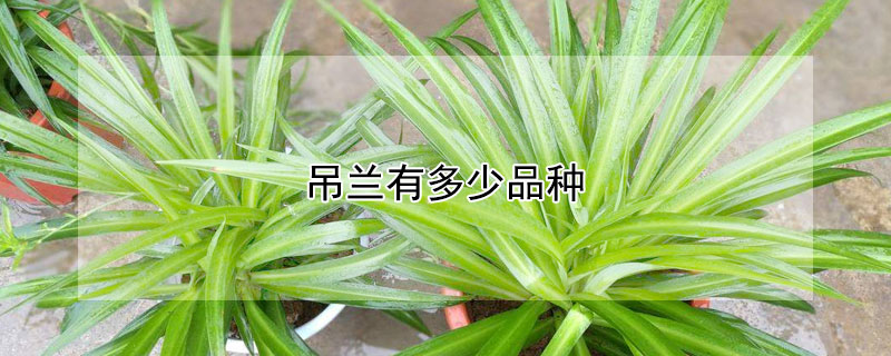 吊兰有多少品种（吊兰有多少品种 图片）