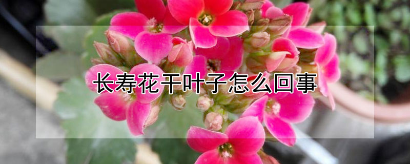 长寿花干叶子怎么回事（长寿花干叶子怎么回事儿）
