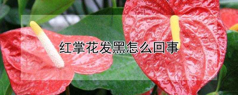 红掌花发黑怎么回事 红掌花发黑怎么回事啊