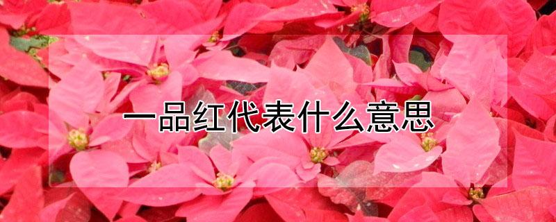 一品红代表什么意思（一品红是干什么的）