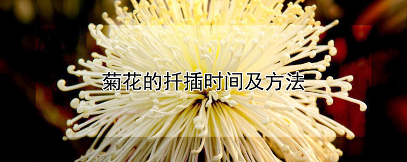 菊花的扦插时间及方法（10月扦插菊花还能成活嘛）