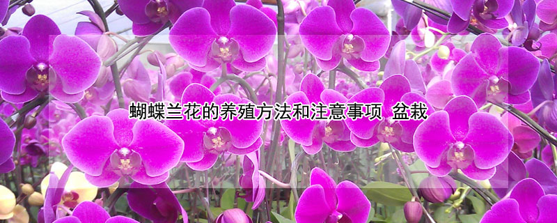 蝴蝶兰花的养殖方法和注意事项 蝴蝶兰花的养殖方法和注意事项 盆栽视频