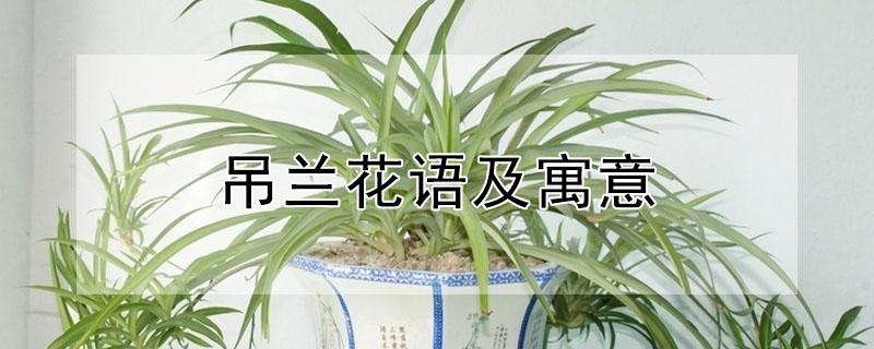 吊兰花语及寓意 吊兰的寓意什么