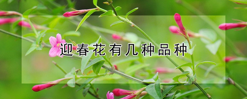 迎春花有几种品种 迎春花有几种品种名称