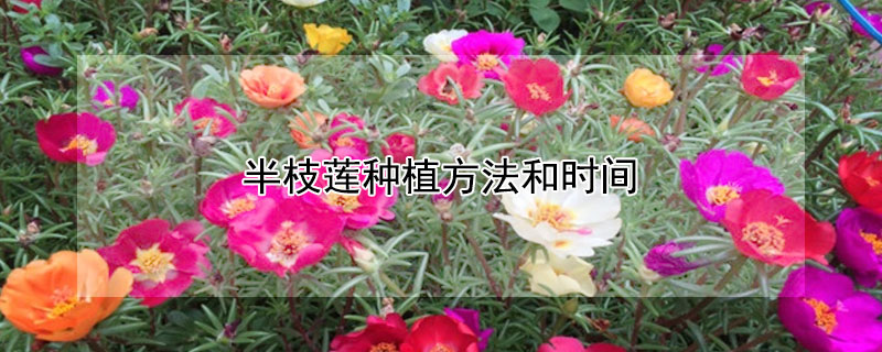 半枝莲种植方法和时间 半枝莲的种植方法和注意点