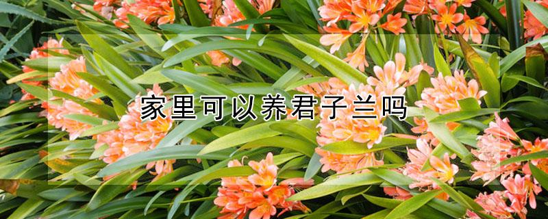 家里可以养君子兰吗（家里可以养君子兰吗?）