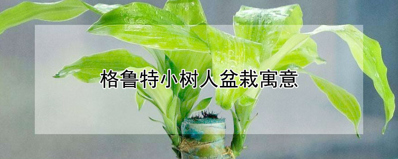 格鲁特小树人盆栽寓意（格鲁特小树人打篮球图片）