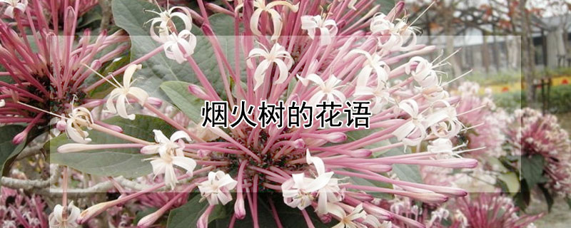 烟火树的花语 烟火树的花期