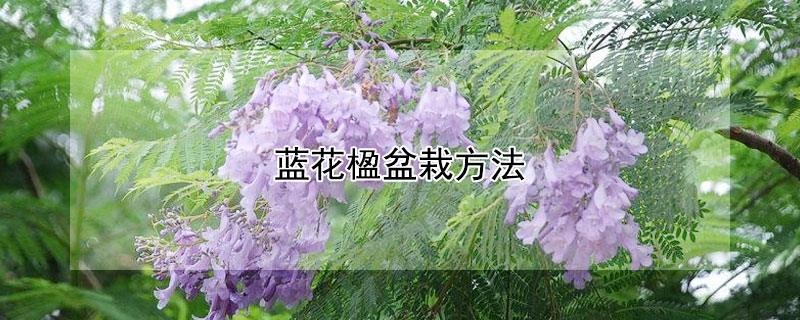 蓝花楹盆栽方法（蓝花楹 盆栽）