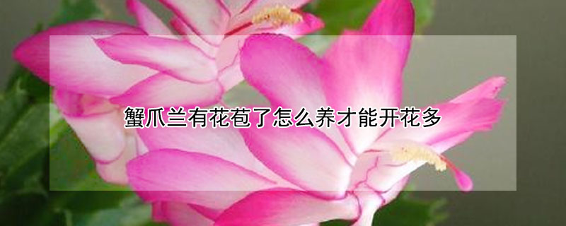 蟹爪兰有花苞了怎么养才能开花多 蟹爪兰有花苞后怎么养护