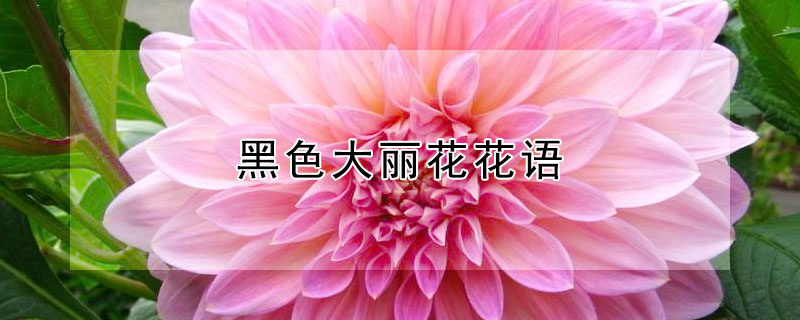 黑色大丽花花语（黑色大丽花叫什么）