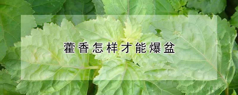 藿香怎样才能爆盆（藿香怎样才能爆盆视频）