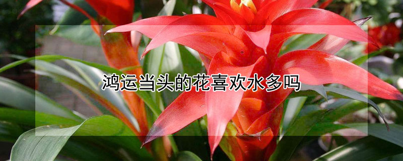 鸿运当头的花喜欢水多吗 鸿运当头花喜不喜欢水