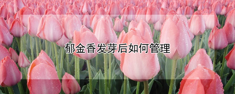 郁金香发芽后如何管理 郁金香发芽后如何管理视频