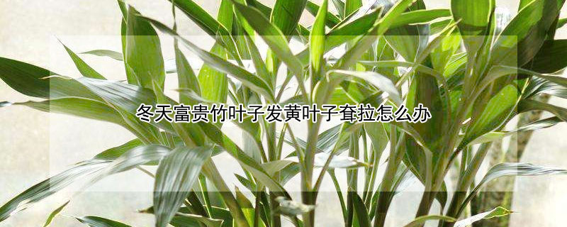 冬天富贵竹叶子发黄叶子耷拉怎么办（冬天富贵竹叶子干黄怎么办）