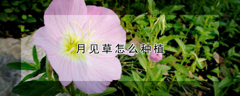 月见草怎么种植 月见草怎么种植视频