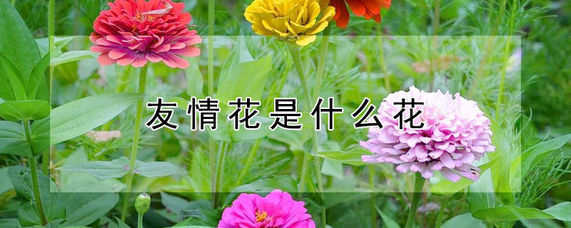 友情花是什么花 象征友谊长久的花
