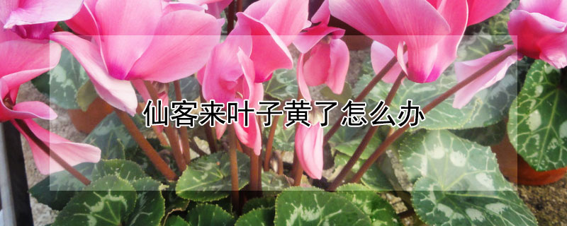 仙客来叶子黄了怎么办 仙客来叶子全黄了还能救活吗