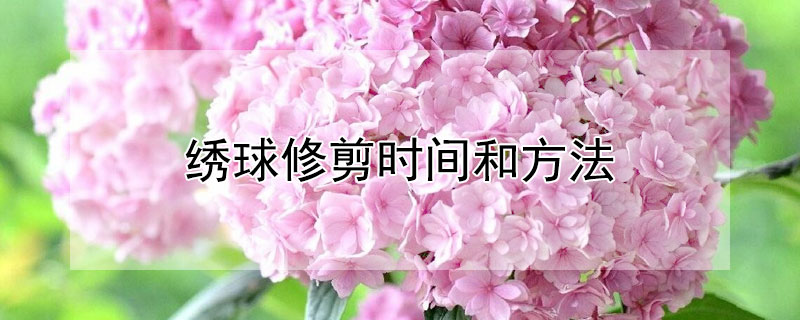 绣球修剪时间和方法 绣球修剪时间和方法 冬季