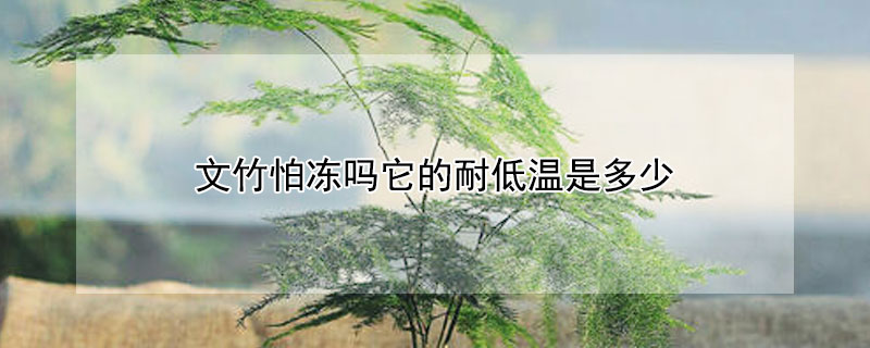 文竹怕冻吗它的耐低温是多少 文竹抗冻吗