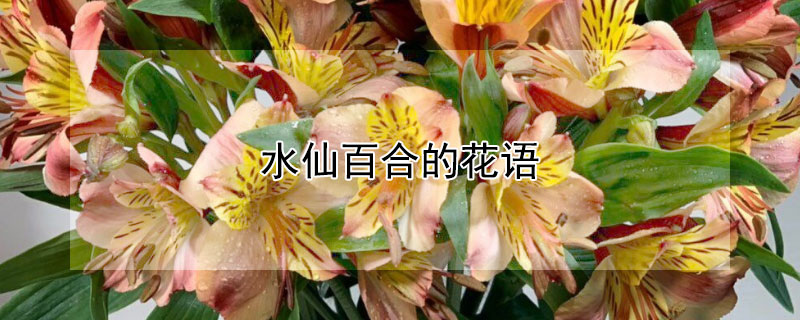 水仙百合的花语 水仙百合的花语是啥